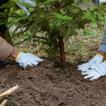 Foreste, in Italia piantati quasi 3,7 milioni di alberi nel 2025: la Sicilia è seconda