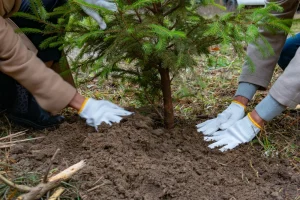 Foreste, in Italia piantati quasi 3,7 milioni di alberi nel 2025: la Sicilia è seconda