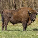 WarWilding difenderà i confini della Polonia e salverà l’ultima foresta antica d’Europa?