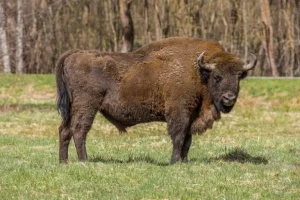 WarWilding difenderà i confini della Polonia e salverà l’ultima foresta antica d’Europa?