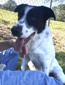 Finn, il cagnolino sorridente in cerca di una coscia da coccolare.