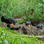Nuova minaccia per i rari uccelli maleo indonesiani: il commercio internazionale di animali esotici