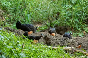 Nuova minaccia per i rari uccelli maleo indonesiani: il commercio internazionale di animali esotici