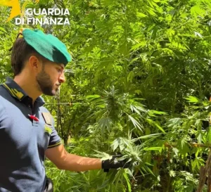 Sequestrate 19 piantagioni di canapa indiana in località montuose della Calabria