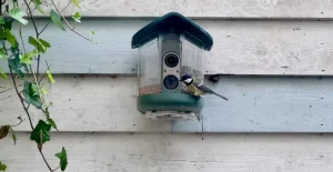 Breve affascinante storia con un distributore automatico per uccelli: scopri cosa è successo!