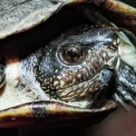 Soluzioni rapide per affrontare i rischi del commercio globale di animali domestici: implementazione urgente.