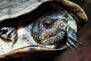 Soluzioni rapide per affrontare i rischi del commercio globale di animali domestici: implementazione urgente.