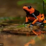Vuoti legali favoriscono il commercio illegale di animali rendendo specie a rischio di estinzione