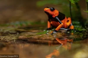 Vuoti legali favoriscono il commercio illegale di animali rendendo specie a rischio di estinzione