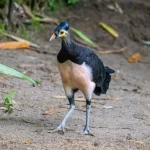 Traficanti di animali prendono di mira uccelli maleo in Indonesia: specie a rischio estinzione.