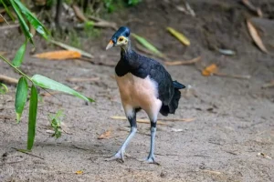 Traficanti di animali prendono di mira uccelli maleo in Indonesia: specie a rischio estinzione.