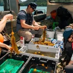 Rinverdimento foreste di alghe sulla Clayoquot Sound guidato dalle Prime Nazioni: un progetto innovativo.