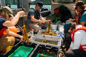 Rinverdimento foreste di alghe sulla Clayoquot Sound guidato dalle Prime Nazioni: un progetto innovativo.