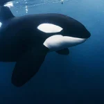 Orca distrugge pesce luna, incomprensibile motivo dietro l’attacco. Curiosità sull’evento inspiegabile.
