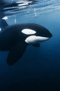 Orca distrugge pesce luna, incomprensibile motivo dietro l’attacco. Curiosità sull’evento inspiegabile.