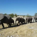 Popolazioni di fauna selvatica monitorate in Africa diminuite dell’80% dal 1970, riporta nuovo studio.