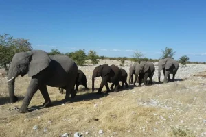 Popolazioni di fauna selvatica monitorate in Africa diminuite dell’80% dal 1970, riporta nuovo studio.