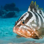 Il Belize guarda alle profondità marine per completare il suo impegno del 30% di protezione degli oceani.