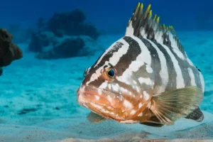 Il Belize guarda alle profondità marine per completare il suo impegno del 30% di protezione degli oceani.