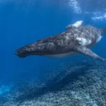La Commissione Internazionale per la Caccia alle Balene respinge la proposta di ripristinare la caccia commerciale alle balene.