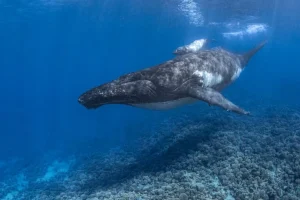 La Commissione Internazionale per la Caccia alle Balene respinge la proposta di ripristinare la caccia commerciale alle balene.
