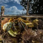 Il ruolo dei mangrovie nel controllo delle onde. Nuova ricerca per predire il comportamento marino.