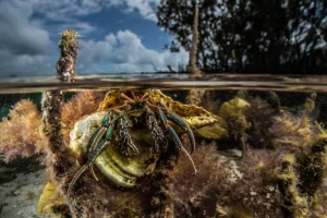 Il ruolo dei mangrovie nel controllo delle onde. Nuova ricerca per predire il comportamento marino.