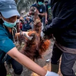 La lotta per proteggere gli oranghi in Indonesia contro incendi e El Niño potrebbe causare estinzione locale

Titolo: “Protezione degli oranghi in Indonesia durante El Niño: rischio di estinzione locale”