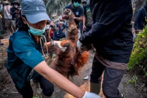 La lotta per proteggere gli oranghi in Indonesia contro incendi e El Niño potrebbe causare estinzione locale

Titolo: “Protezione degli oranghi in Indonesia durante El Niño: rischio di estinzione locale”
