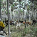 Paraguay rispetta scadenza ONU per migliorare governance nella Riserva della Biosfera del Chaco.