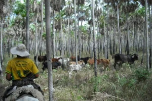 Paraguay rispetta scadenza ONU per migliorare governance nella Riserva della Biosfera del Chaco.