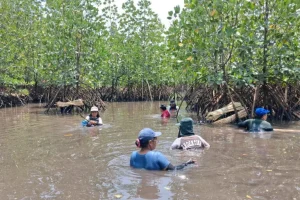 Donne indonesiane guadagnano dalla ricostruzione delle mangrovie: Intervista con Wisye Sahambangung, leader comunitaria.