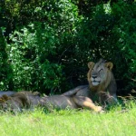 Uganda e ONG insieme a gestire settore parco nazionale con leoni arrampicatori di alberi.