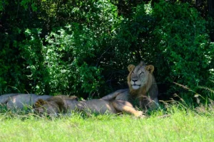 Uganda e ONG insieme a gestire settore parco nazionale con leoni arrampicatori di alberi.