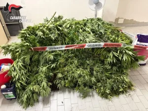 Scoperta una vasta piantagione di cannabis nel Cagliaritano, un arresto