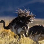 Donne ristabiliscono nandù di Darwin in Patagonia cilena: progetto di conservazione della biodiversità in corso.
