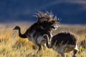 Donne ristabiliscono nandù di Darwin in Patagonia cilena: progetto di conservazione della biodiversità in corso.