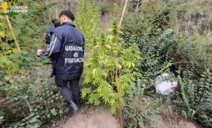 Sequestrata piantagione di cannabis in area montana del Crotonese