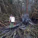 Come i fuochi si diffondono, i coltivatori di gomma indonesiani combattono con metodi tradizionali.

Titolo: Lotta ai fuochi: i coltivatori di gomma indonesiani contro gli incendi.