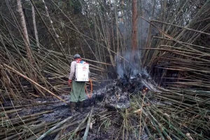 Come i fuochi si diffondono, i coltivatori di gomma indonesiani combattono con metodi tradizionali.

Titolo: Lotta ai fuochi: i coltivatori di gomma indonesiani contro gli incendi.