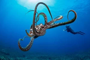 Nuove scoperte sull’intelligenza degli polpi in occasione del World Octopus Day. Ottimizza per Google Discover.
