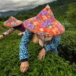 Risveglio del tè a Taiwan: antiche terrazze e nuove adattamenti al clima per una rinascita.