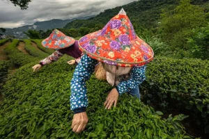 Risveglio del tè a Taiwan: antiche terrazze e nuove adattamenti al clima per una rinascita.