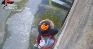 Si compravano la droga con il reddito di cittadinanza, 24 indagati tra Catanzaro e Vicenza / Video
