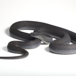 Nelle alte terre etiopi scoperta nuova specie di serpente mangia-uova: scoperta inedita.