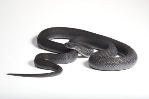 Nelle alte terre etiopi scoperta nuova specie di serpente mangia-uova: scoperta inedita.