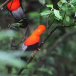 La maggior parte dei Paesi adotta obiettivi di biodiversità, ma la maggior parte è ancora in ritardo. 

Titolo: “La situazione degli obiettivi di biodiversità nel mondo: la maggior parte dei Paesi ancora indietro”
