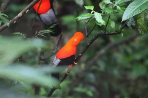 La maggior parte dei Paesi adotta obiettivi di biodiversità, ma la maggior parte è ancora in ritardo. 

Titolo: “La situazione degli obiettivi di biodiversità nel mondo: la maggior parte dei Paesi ancora indietro”