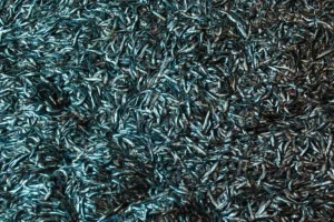 Un prodotto chimico impedisce l’infiammabilità della farina di pesce, sollevando preoccupazioni sul cancro. 
“Protezione antincendio per farina di pesce solleva allarme cancerogeno”