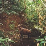 La ricerca sull’Unicorno asiatico rischia il futuro incerto a causa della perdita di finanziamenti